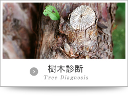 樹木診断