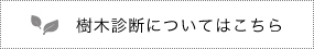 樹木診断についてはこちら